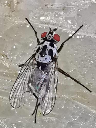 Réf. 333 094 : Anthomyia quinquemaculata